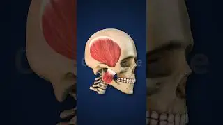 Highlighted Jaw Muscles with Human Skull stock footage | stock video | Cinefootage