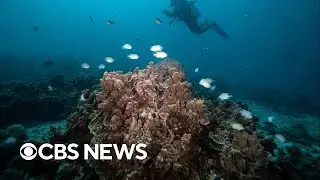 Global coral reef bleaching event is largest on record, report says