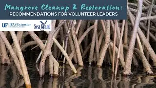 Mangrove Cleanup and Restoration: Recommendations for Volunteer Leaders