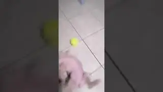 My Parson Terrier