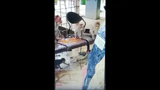 🏆Monkeys Gang Food Eating Competition At Haji Malang || भोजन पर बंदरों का हमला 🐒😱 | #monkey