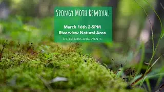 Spongy Moth Removal