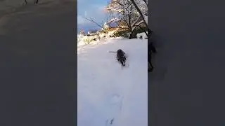 Whippet puppy VS Snow. Vipetas sniege. #whippet #snowdog #winter #funnydogs #funnyvideo