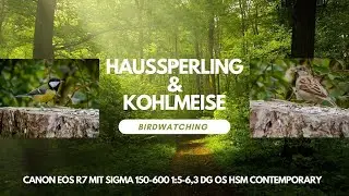 Haussperling & Kohlmeise | Birdwatching