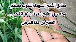 مع بداية طرد السنابل بدأت تظهر سنابل سوداء هل مضرة لمحصول القمح وكيفيه التعامل معها (التفحم السائب )