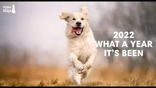 Paleo Ridge: A Year in Review | Best of 2022