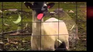 Down With The Sickness [GOAT EDITION] - Disturbed