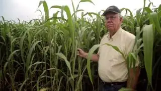 Buerge Sudan Grass Video