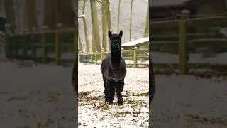 Adorable black Alpaca eating grass on a snowy day!