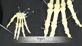 Bones of the hands and feet