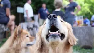 Charlotte Dog Training: Keen-A-Thon