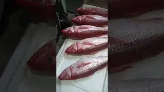 RED SNAPPER #shorts #redsnapper #fish #snapperfish #snapper