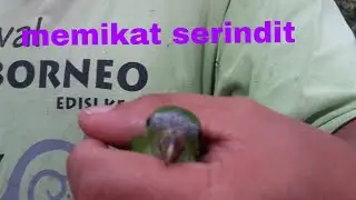 memikat serindit tapu kuning patukk