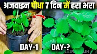 Care of Ajwain Plant and Use of Organic Fertilizer | BY HLD EXPERIMENT