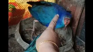 অনেকদিন পর আজ আমি পাখির ভিডিও নিয়ে চলে আসলাম আপনাদের মাঝে😄❤️#Birds#love#viral#