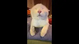 my top 3 favourite cats