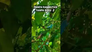 #manggis #mangoesteen #shortvideo #shots #shorts #shortsviral #shortsyoutube #shortsfeed #fypシ #fyp