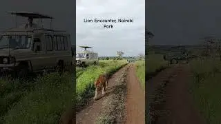 Up close with a Lion at Nairobi National Park as it walked close #lion #nairobipark #kenya