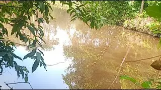 Pasang jaring ikan kena ular piton || ikan nya juga banyak kena👀