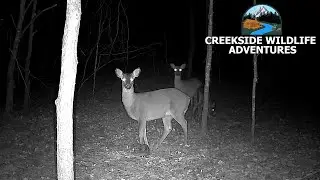 The Deer Family Is Back!