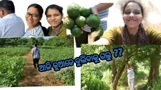 ଚାଲ ଯିବା ବୁଲି 🌿 l odisha l odia vlog l village tour l village vlog l Guru ghara halchal 