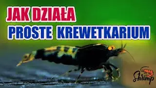 Jak hodować krewetki akwariowe? - prosty setup krewetkarium - Mchy w krewetkarium