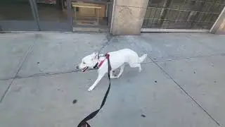 Yogiheim walking 