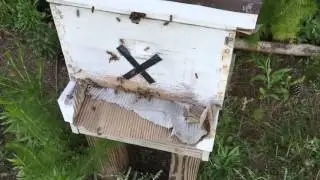 Bees robbing out a weak hive
