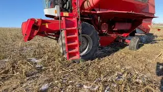 K&oslash;b Mejet&aelig;rsker med sk&aelig;rebord Massey Ferguson MF 36 p&aring; Klaravik