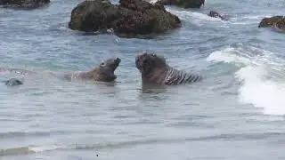 Elephant seals fighting in the water - Piedras Blancas Elephant Seal Rookery - San Simeon, CA