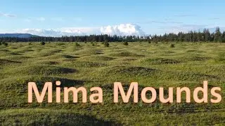 Mima Mounds Natural Area Preserve