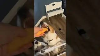 First time trying mango😳 #dogs #youtubeshorts #dogtreats #natural #corgi #viral