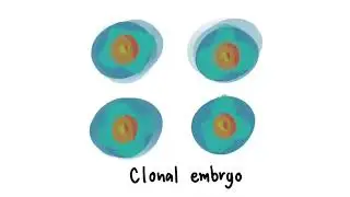 Embryo biotechnology cloning and embryo splitting in mammalians made for education