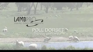 LambPro - Poll Dorset interview with Tom Bull