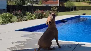 Paws in Paradise: Pit Bulls & Malinois Summer Pool Party 🐾☀️