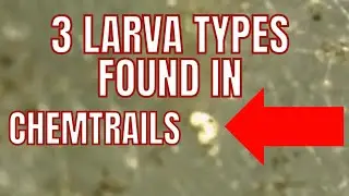 3 Larva Types Found In Chemtrails