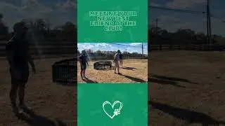 Meeting Your New Best Friend | Toffee Bernedoodle Joy | Georgia Dog Club