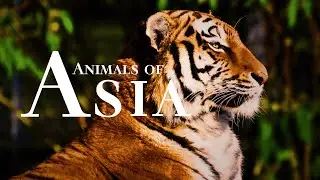 Animals of Asia 4K | Wildlife Relaxation Film With Calming Music