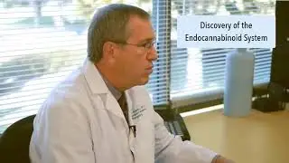 Dr David Allen explains the Endocannabinoid system