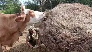 Продали тёлочек. Немного о том о сём 