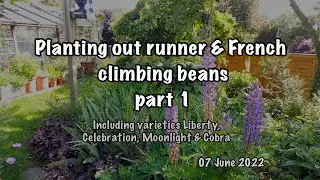 Planting out runner and French climbing beans - part 1