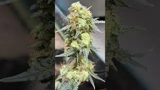 A last look at the Apple fritter by @royal queen seeds she at week 12 #chop day~5days~