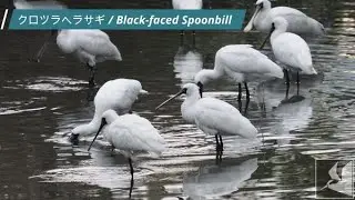 早朝のクロツラヘラサギ / Black faced Spoonbill in the early morning