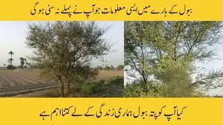 Acacia Tree | Kikar Tee | Babul Tree | information in Urdu