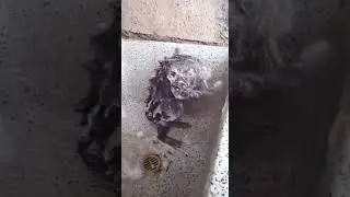 A genius rat knows how to Bath 👍