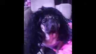 Jake the funny pug