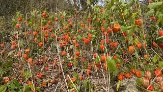 Ground Cherry - Chinese Lanterns 