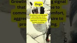 Growl Guide: Understanding the Language of Canine Warning! #DogGrowling #PetCommunication