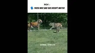 How Big Are Tigers Compared to Lions? 🤫🔥 #shorts #lion #tiger