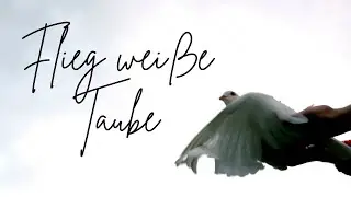Flieg weiße Taube